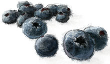 Blueberries illustration for pancake recipe
