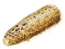 Grilled Corn Cob illustration for summer salad recipes Grilled Corn Cob illustration for summer salad recipes