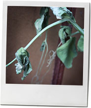 photo of a dead pea plant to illustrate a summer pea risotto recipe