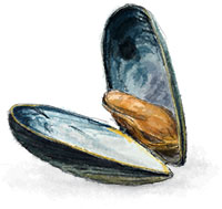 Mussel illustration for clam bake recipe