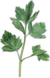 Parsley food illustration for chicken tzatziki recipe