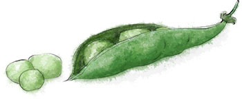 Fresh Garden Pea Pod illustration for risotto recipe