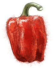Pepper illustration for salad recipes