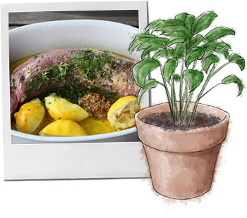 Pork loin and a basil illustration for pork loin recipe