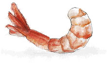 Shrimp illustration for shrimp roll picnic recipe Shrimp illustration for shrimp roll picnic recipe