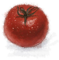 Tomato illustration for classic blt recipe for picnics