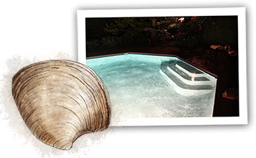 Clam illustration for Hamptons clam bake recipe and night time swimming