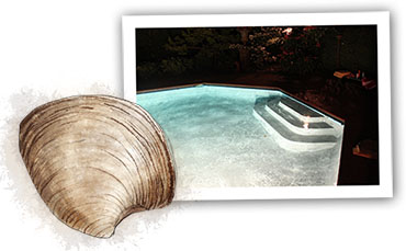 Clam illustration for Hamptons clam bake recipe and night time swimming