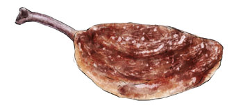 Illustration of confit of duck leg for French recipe