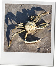 Crab photo to illustrate summer beach recipes
