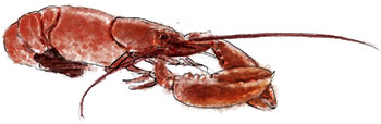 Lobster illustration for Hamptons clambake recipe