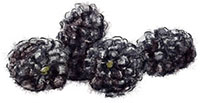 Blackberry illustration for summer blackberry pavlova recipe