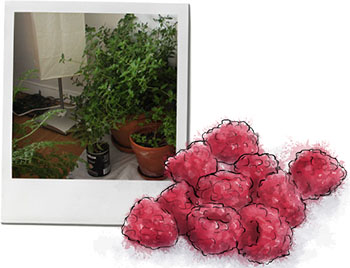 Raspberries and indoor plants for hurricane crumble recipe
