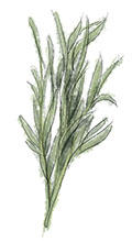 Tarragon illustration for tarragon chicken recipe