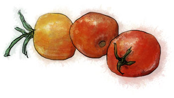 cherry tomato illustration for summer mezze salad recipe