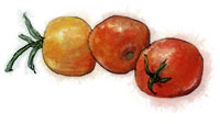 Cherry tomato illustration Cherry tomato illustration for the perfect bite size bloody mary