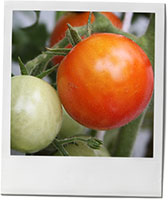 Cherry tomato on the vine for bloody mary tomato recipe