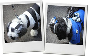Fancy dress dog from halloween dog parade in Tomkins square park for recipe