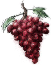 Grape illustration for grape focaccia recipe Grape illustration for grape focaccia recipe
