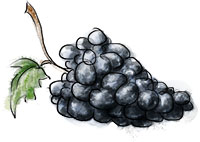 Chianti Grapes illustration for chianti sausage recipe