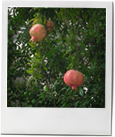 Pomegranate Tree photo for pomegranate cocktail recipe