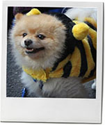 Fancy dress dog from Halloween dog parade in Tomkins square park for recip
