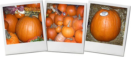 Pumpkin Montage of photos for halloween butternut dip recipe