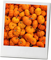 Pumpkins photos for butternut dip halloween recipe