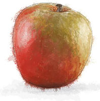 Apple illustration for rosemary apple cake recipe