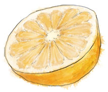 Grapefruit illustration for cocktail