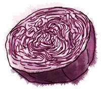 Red Cabbage Illustration for Valentines recipe