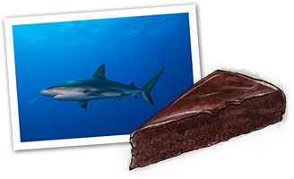 Chocolate Ganache Cake and a shark