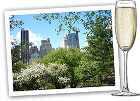 Elderflower Champange And Real Estate