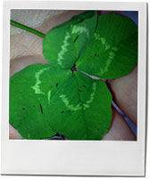 Lucky 4 leaf clover and mint julep recipe