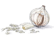 Garlic illustration for chicken with 40 cloves of garlic recipe