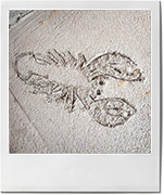 Lobster for lobster rolls recipe Lobster for lobster rolls recipe