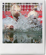 Swimming pigs