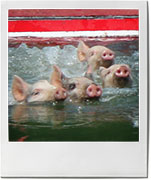 Swimming pigs