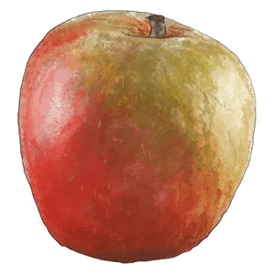 Apple illustration 