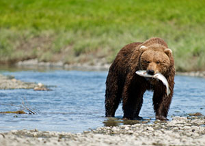 Bear for chicken recipe