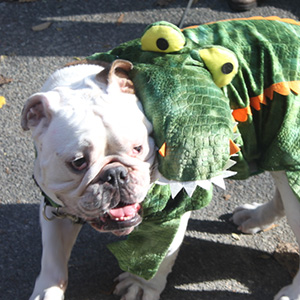 Halloween dogs at tompkins square park