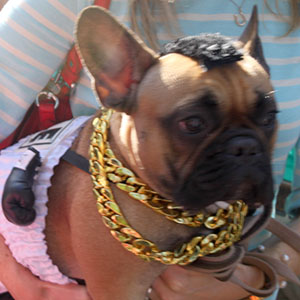 Halloween dogs at tompkins square park