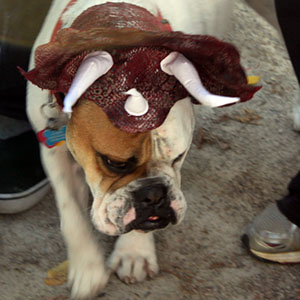 Halloween dogs at tompkins square park