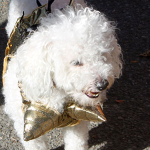 Halloween dogs at tompkins square park