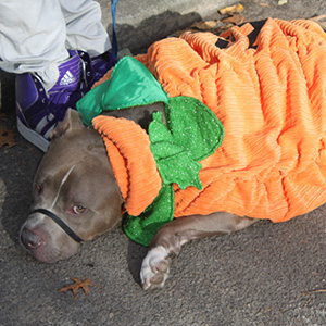 Halloween dogs at tompkins square park