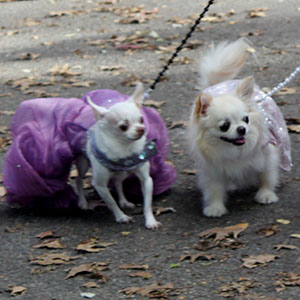 Halloween dogs at tompkins square park