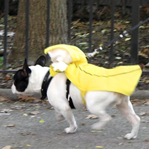 Halloween dogs at tompkins square park