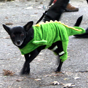 Halloween dogs at tompkins square park