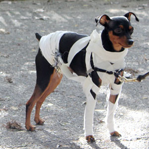 Halloween dogs at tompkins square park