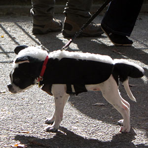 Halloween dogs at tompkins square park